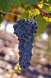 Grapes on the vine 1
