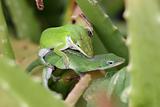 Garden lizards mating