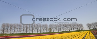 tulip field 30