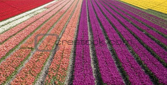 tulip field 33