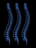 human spines