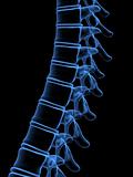 x-ray spine