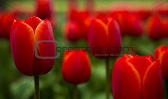 Colorful tulips 