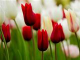 White and Red tulips