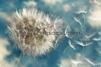 Dandelion Loosing Seeds in the Wind