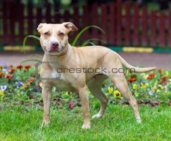 American Pit Bull Terrier standing