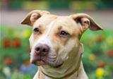 American Pit Bull Terrier close-up