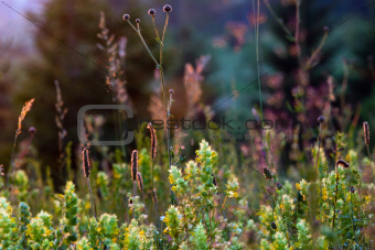 summer sunset wildflowers and grasses