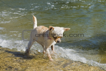 puppy chihuahua in the river