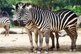 Zebras in the Xiangjiang Safari Park - the largest wild animal z
