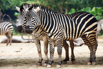 Zebras in the Xiangjiang Safari Park - the largest wild animal z