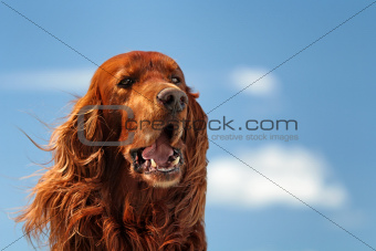 Red dog on sky