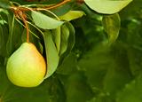 pear on natural background