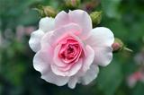 gentle rose