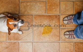Dog looking up at it's master as she discovers it's urine on the floor