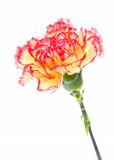 Pink and Yellow Carnation