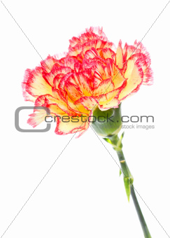 Pink and Yellow Carnation