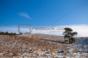 lonely tree and snowy hill
