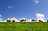 sheep on the horizon