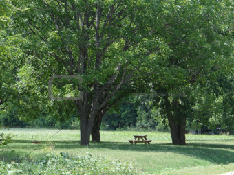 picnic table under trees