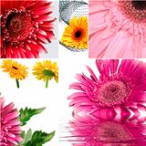 gerbera flowers of red and yellow colors on white background