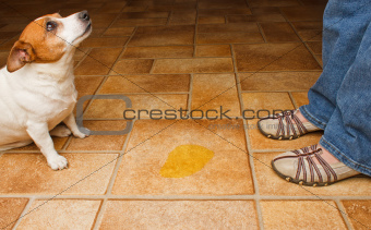 Dog and owner meet at a urine puddle