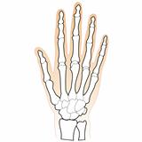 Bones of the Human Hand