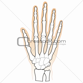 Bones of the Human Hand