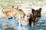 chihuahuas in the river
