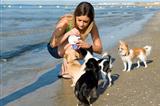 chihuahuas and girl on the beach