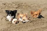 chihuahuas in the sand