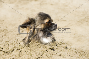 chihuahua in the sand