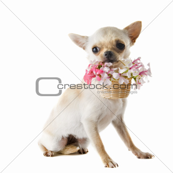 puppy chihuahua and flowers
