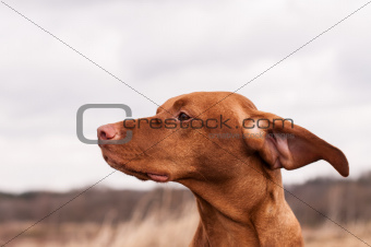 Vizsla Dog on a Windy Day