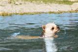 puppy chihuahua in the river