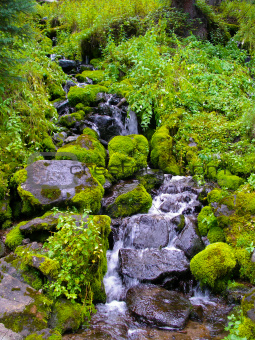 Mossy rocks along creek.