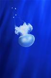 White jellyfish. Genoa aquarium, Italy.
