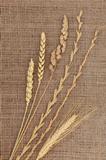 Dried Grasses