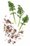 Caraway Seed and Leaf Sprigs