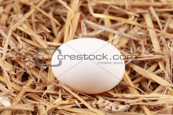 White egg in straw