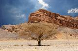 Desert tree and mountains