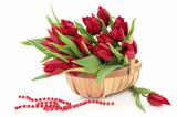 Red Tulip Flowers