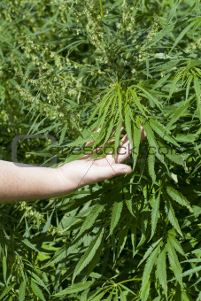 Hand near cannabis leaves