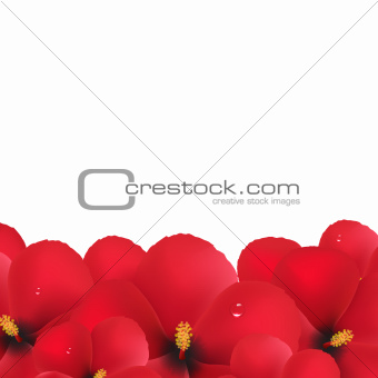 Red Hibiscus Flowers Border