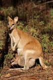 Agile Wallaby and baby