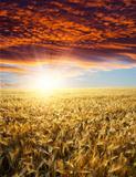 field with gold ears of wheat in sunset