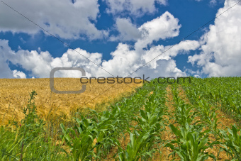Colorful corn and wheat fields in spring