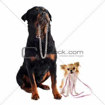 dogs with collar and leash