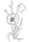 Poppies pen drawing