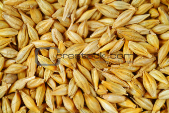 heap of wheat grains